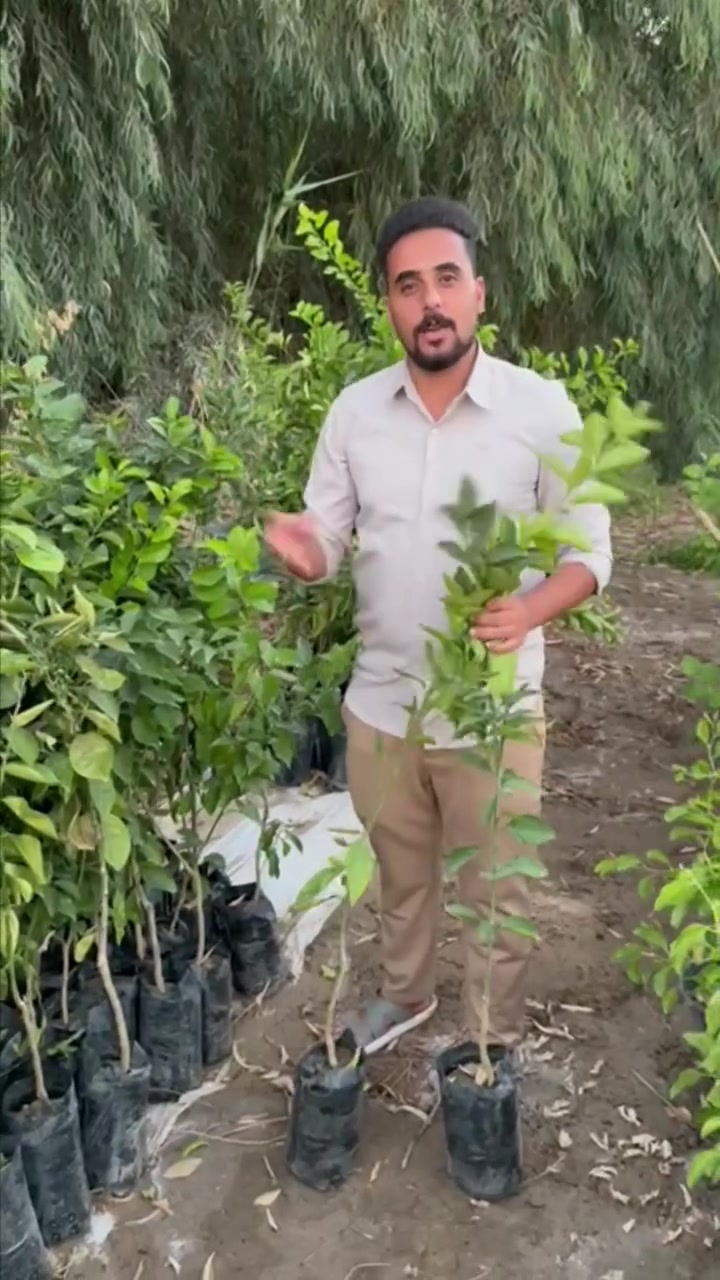 🍊عرض مميز على أشجار الحمضيات المطعمه🍊
🌱 إذا تريد تزرع بحديقتك أو بيتك أو مزرعتك، وفرنالك مجموعة من أفضل أشجار الحمضيات وبسعر مميز جداً 
♥️ 💥 العرض: 5 شتلات بـ 25 ألف دينار فقط 💥❤️ 
🚚 والتوصيل مجاناً
🍊 الأنواع المتوفرة:
🌿 برتقال
🌿 لالنكي
🌿 رارنج 
🌿نومي حامض 
🌿 برتقال صيني شهري
__________________________________________________
✅ شتلات زراعية جاهزة للزراعة
✅ مناسبة للحدائق والمزارع
✅ أسعار مناسبة
✅ إمكانية تجهيز كميات حسب الطلب جمله 
📍 العنوان: النجف – ناحية الحرية
📞 للحجز والاستفسار:
***********
🌱🍊 ازرع اليوم… وتمتع بخيرها مستقبلاً 🍊🌱
🔥 لا تفوّت العرض — احجز شتلاتك الآن 🔥
