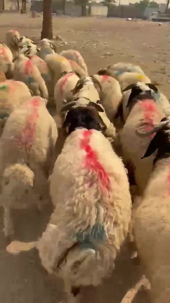 ذبح غنم • الطارمية السلمان • 28/10/2026
