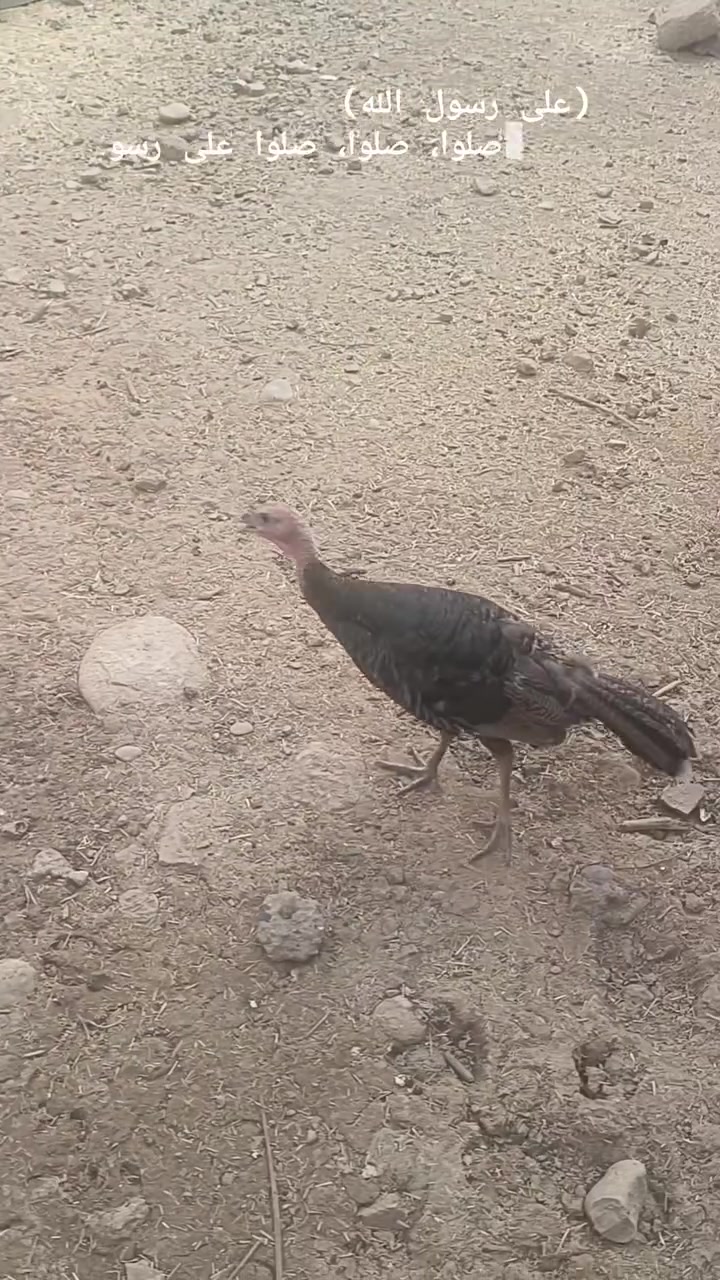 بصراويه • ١١ فروجه • ديوك ونثايه