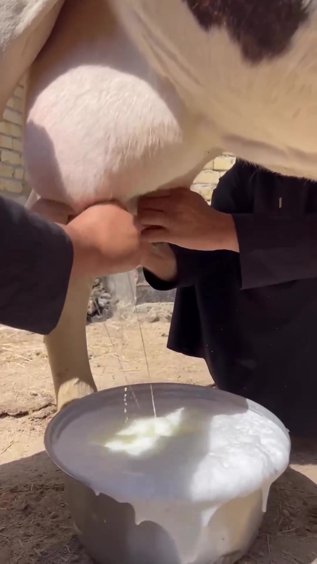 #علق تم يصلك السعر
*********** بي واتساب 
مطفل زراعيه ام ثالث بطن 
وراها بجر أصيله حلابه وكتين فول موصفات
