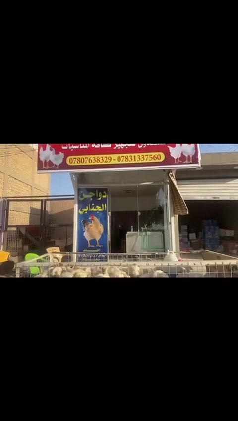 السلام عليكم محل دجاج معاش للبيع جاهز من كلشي نزل دجاج وبيع المحل اقل شي يمشي بل يوم 3 قفاص دخل ثابت 500 الف خيرات الله المحل يمه سوق العصر وعندك منطقه جاهزة مكان المحل حي الوفاء النجف الأشرف ايجار المحل 175 الف هاذا رقمي بي وات ساب اتصل واني خادمك ***********

