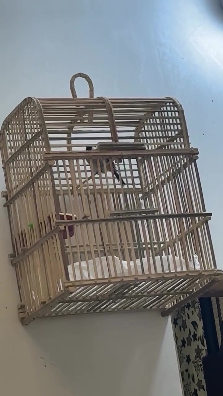 وحشي • ٣٥ • قفص تغريد فول