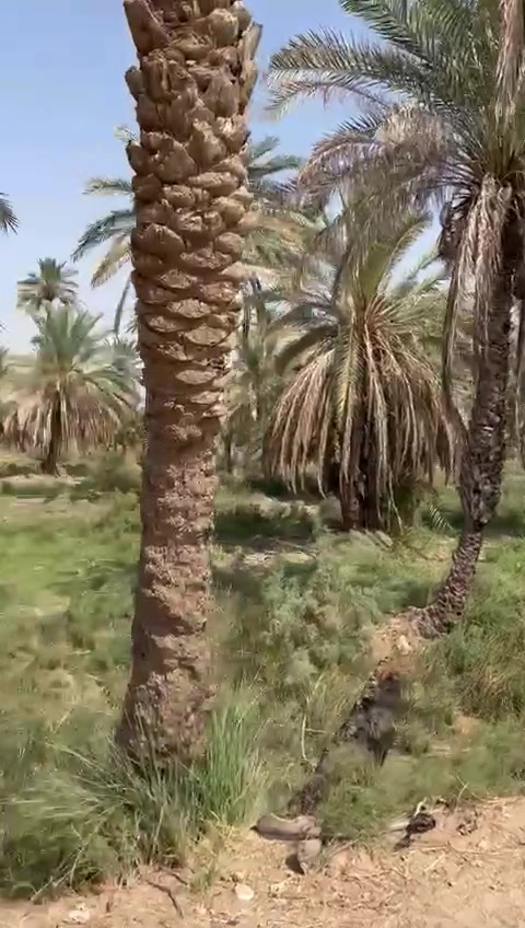 ١٠ دوانم الى ربع للبيع في كربلاء الخيرات بزبيد نضيفه وحلوه ومكروبه وجهتهه ٢٠٠اله حلو مرتب بيهه نخله وبيهه نهر رئيسي طابو صرف زراعي سند ٢٥ مابيهه ورثه بلعافي على الياخذهه بسم شخصين موجدين ثاني يوم يداورلك ***********
