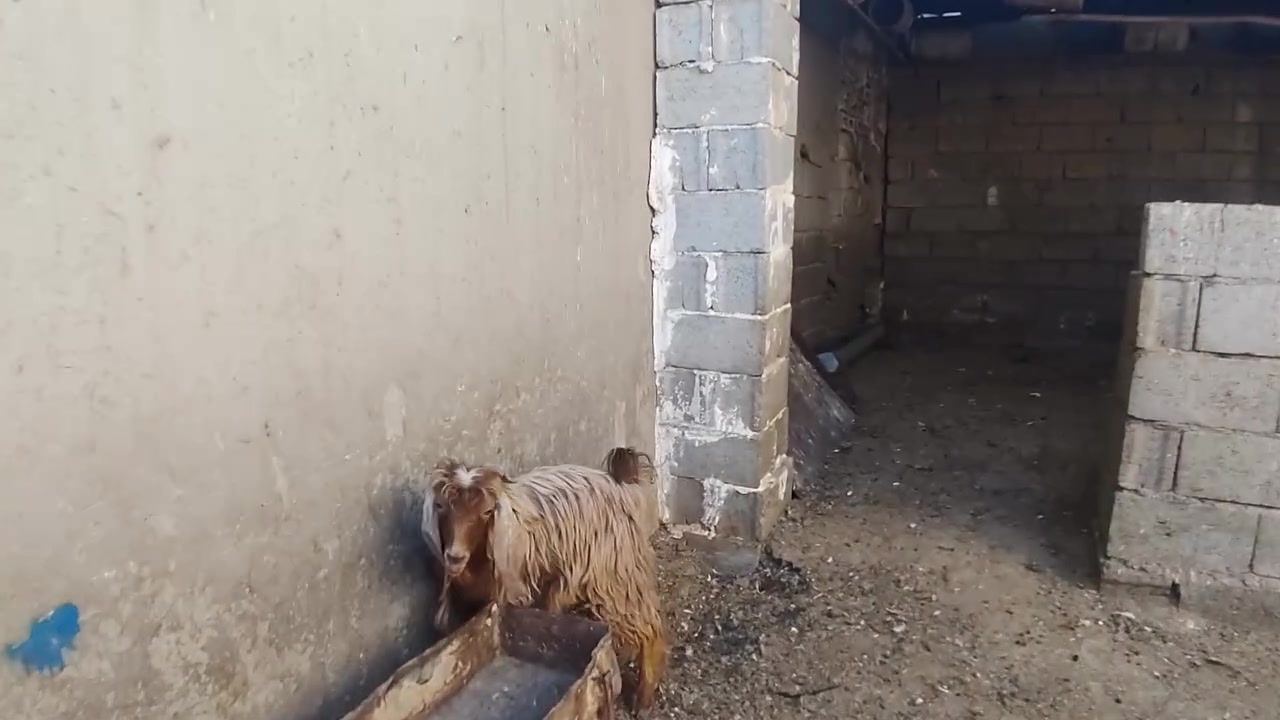 جدي عراقي • ١٢ كيلو • ذبح داخل كركوك