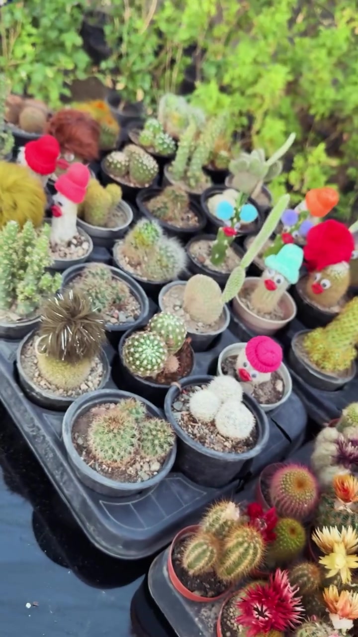 🌵 أكثر من 30 شكل… اختار الصبّار اللي يعجبك! 🌵

تشكيلة رائعة ومتنوعة من الصبّارات بأشكال وألوان مميزة، مناسبة لتزيين البيت، المكتب، الحديقة والبلكونة 🤩

🔥 العرض: كل 3 قطع بـ5,000 دينار فقط!

الصبّارات سهلة العناية وتحتاج:

☀️ مكان بإضاءة جيدة أو شمس خفيفة
💧 سقي قليل بعد جفاف التربة تماماً
🌱 تربة خفيفة جيدة التصريف

🚚 توصيل متوفر لجميع محافظات العراق
📍 الأنبار – الفلوجة – شارع ٤٠ – الفرع المقابل لسنتر ملامح
📞 ***********

سارع قبل نفاد الكمية!

#مشتل_سما_الربيع #صباريات #صبارات #نباتات #نباتات_منزلية
