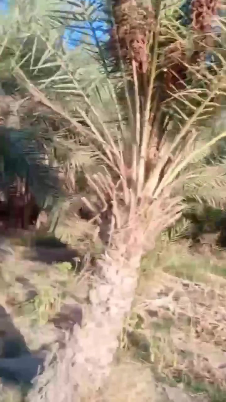 بستان البيع زراعي المساحه دونم وربع بي 80 نخله المكان اسديناويه يم مدرسه التعاون على شارع التبليط الشراي يتصل على الرقم ***********
