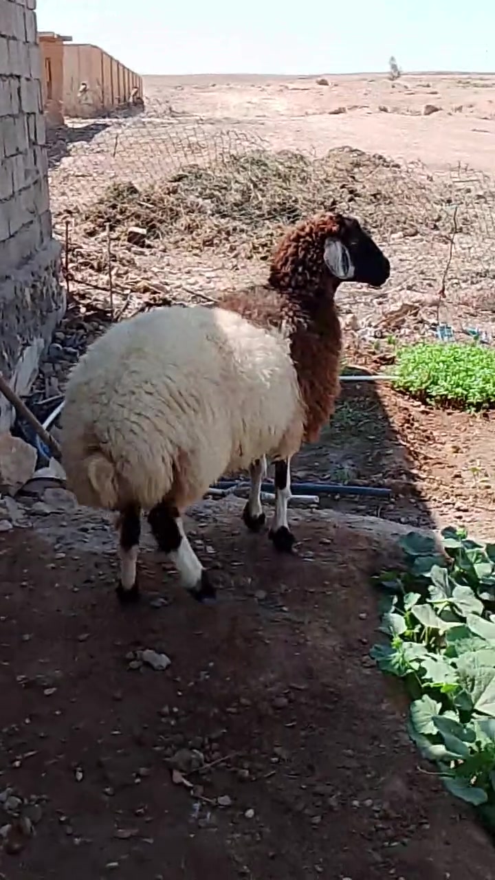 نعحه شطور   ربيطه بيت خشنه وعدله تريده گصب تريده جنيه وياها فحل ما أعرف عشره أو لا
وسنها گدامك 

السعر 410

وبيها مجال 

للاستفسار الاتصال على الرقم ***********

