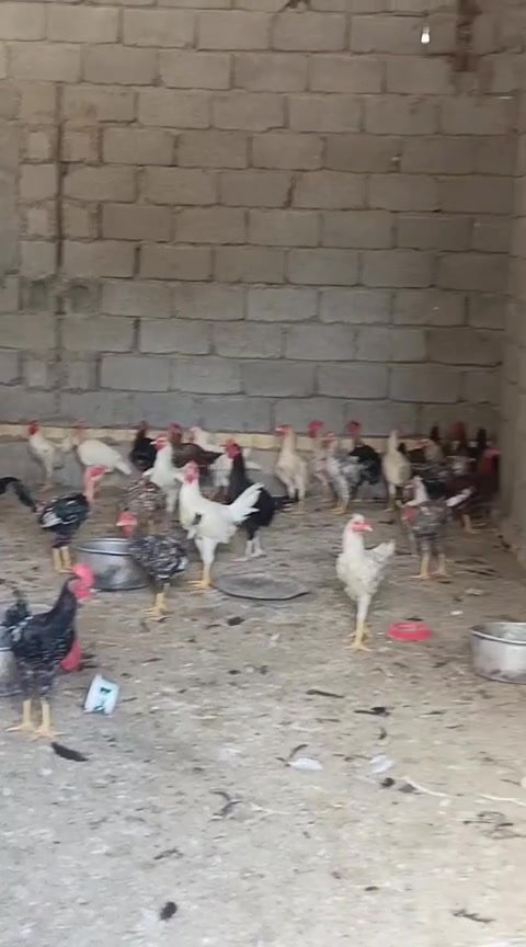 ديوكه • ٣٠ تك • تفاصيل بالتعليقات