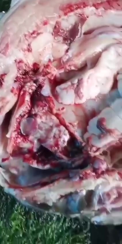 مطعم ومشويات البغدادي 🥳 ***********
عرض

من أعماق الاحواض  إلى مائدتك مباشرة،
أسماك مختارة بعناية، وتحضير متقن يليق بذائقتك 
المسكوف البغدادي طعم يفوق الخيال 
سمك طازج حي متوفر يوميا يهمكم الوزن المضبوط 
دجاج حي محلي عرض محرم مستمر  تقطيع حسب رغبة مجانا 
مقطع افخاذ5500 صدر مسحب7000 أجنحة كبدة حواصل 
خبز بيت متوفر ايضا 
عيش لذا السمك يمنة تطلب مرة ترجع الف مرة 💪 💪 
عنوان شارع خدمي قرب حلويات عمو علي
