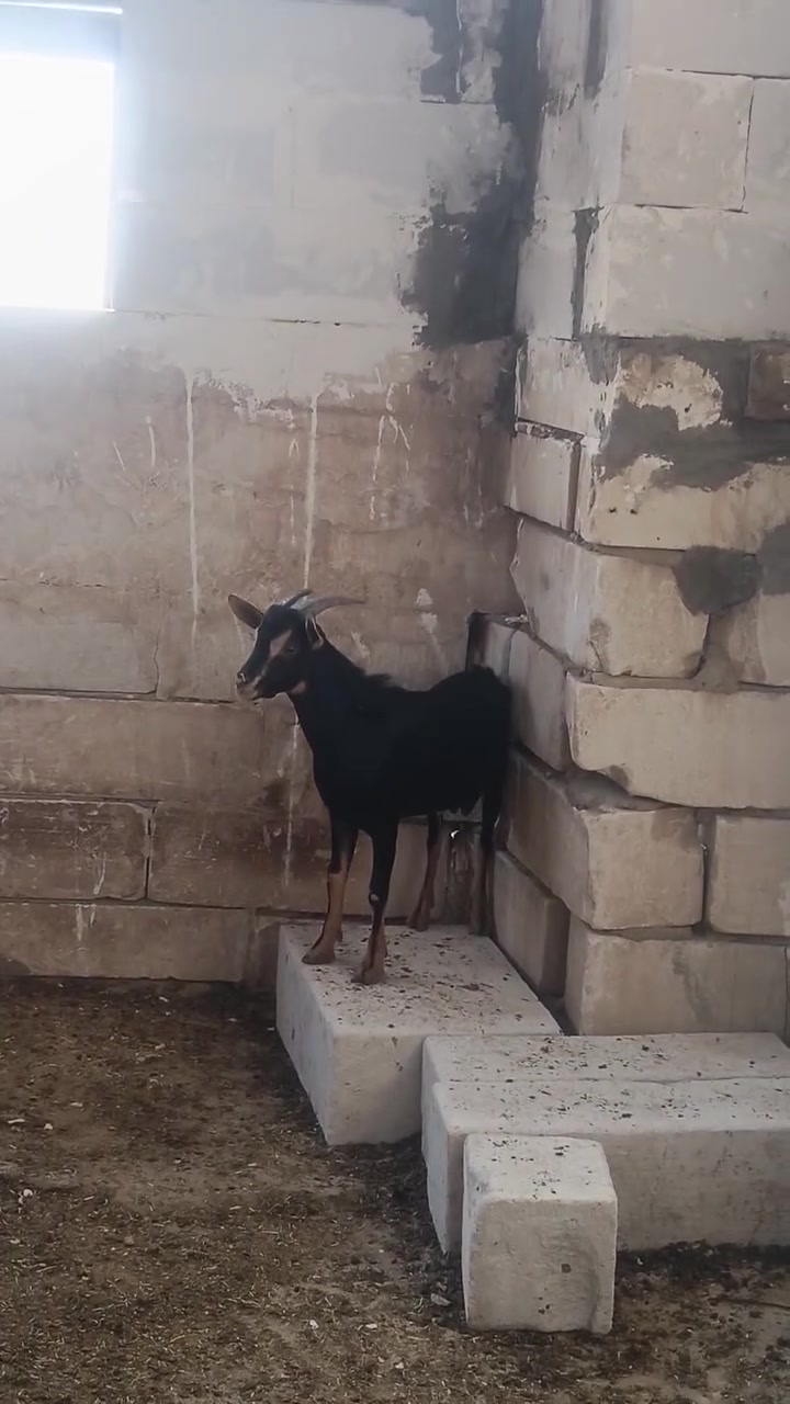 فحل • قزم • بصرة