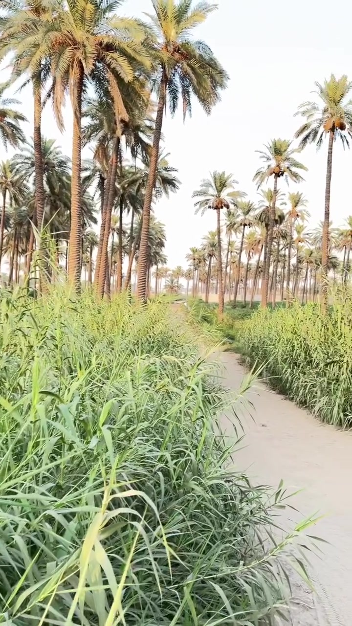 المدائن الجعارة • نصف دونم • طابو زراعي
