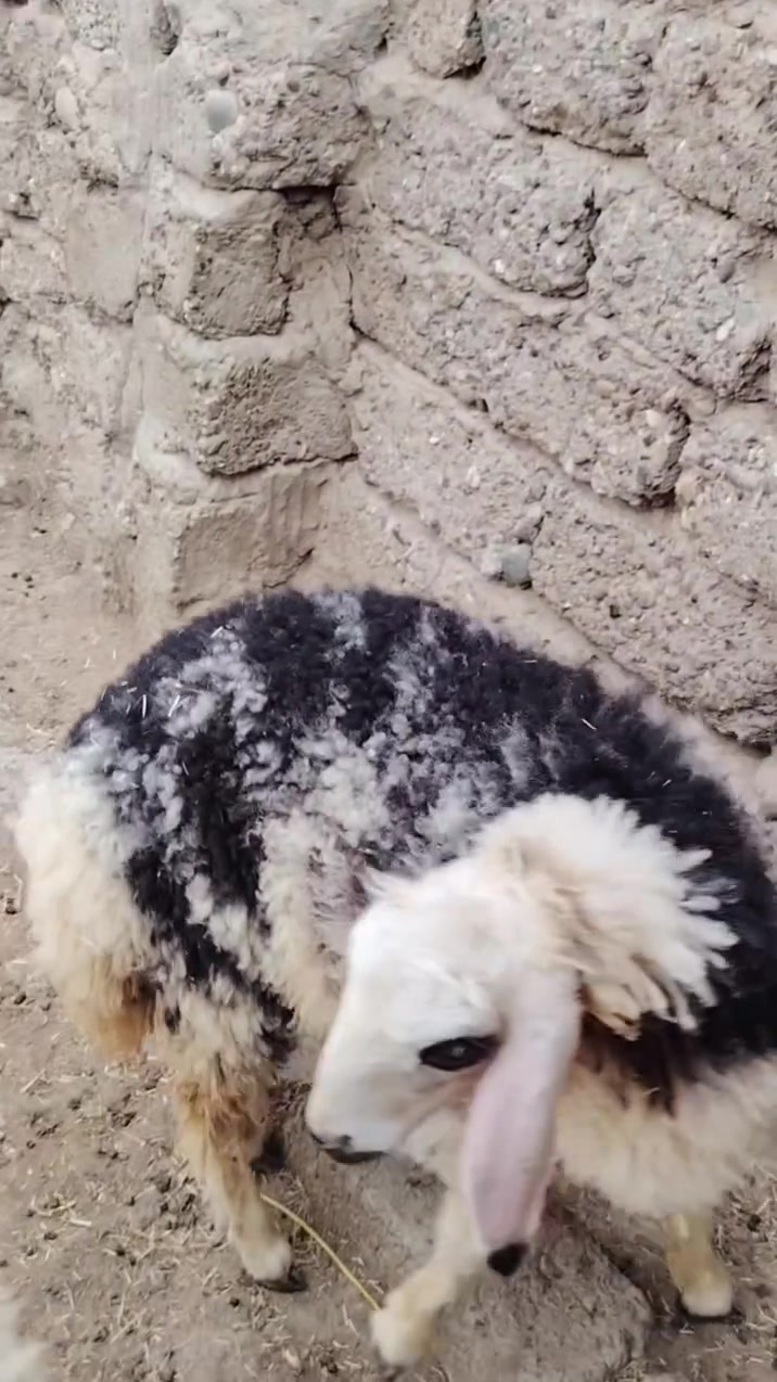 هونر X9c • جوال • جديدة