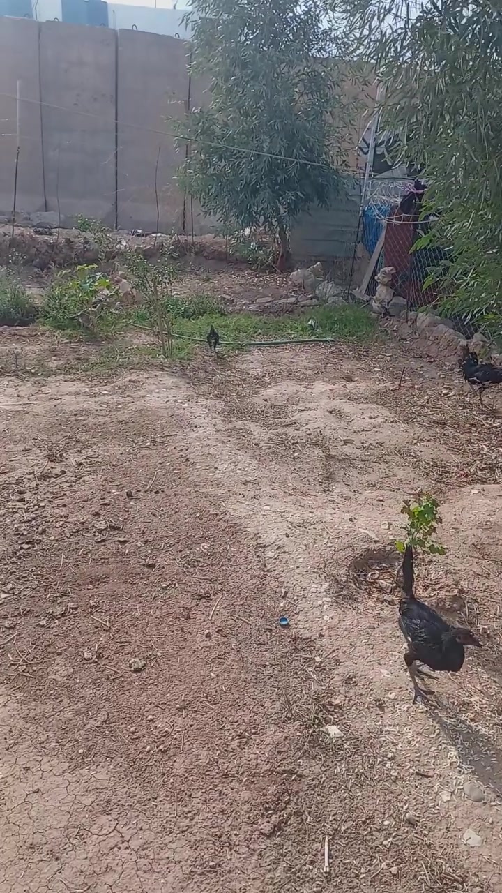 تك • ١٢ • ملقح