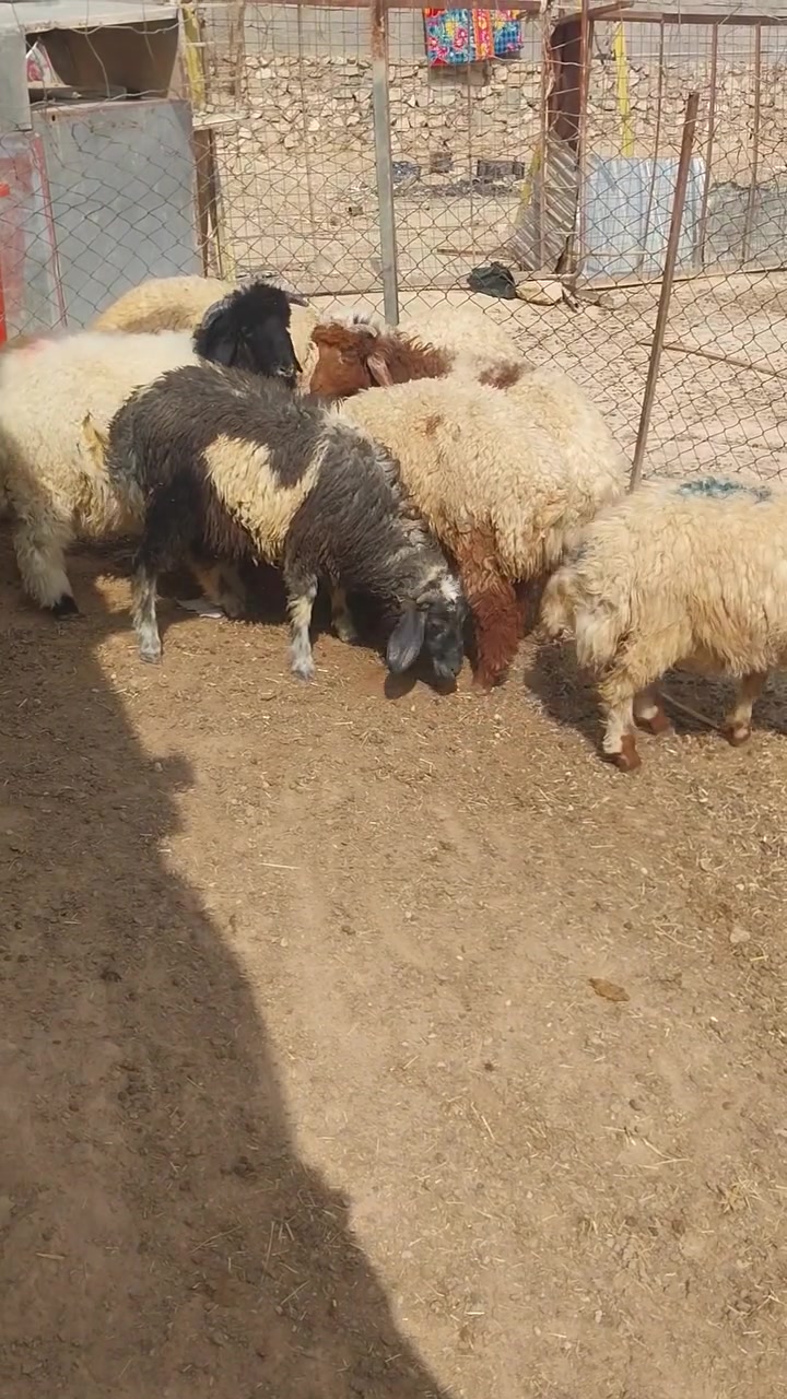 طليان • عدد ٧ • الريحانه