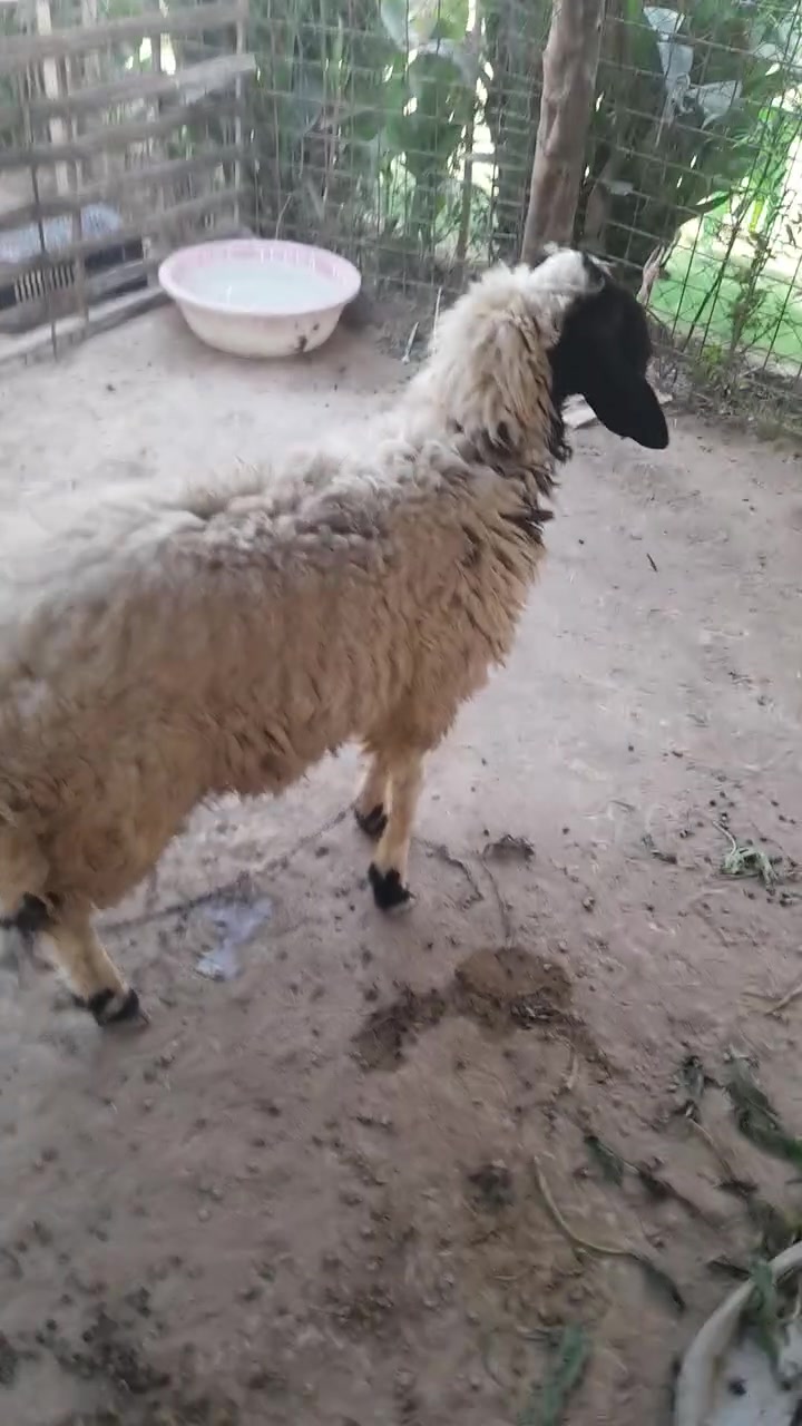 طلي سمين • الصويره • حي الاسرى الزراعي