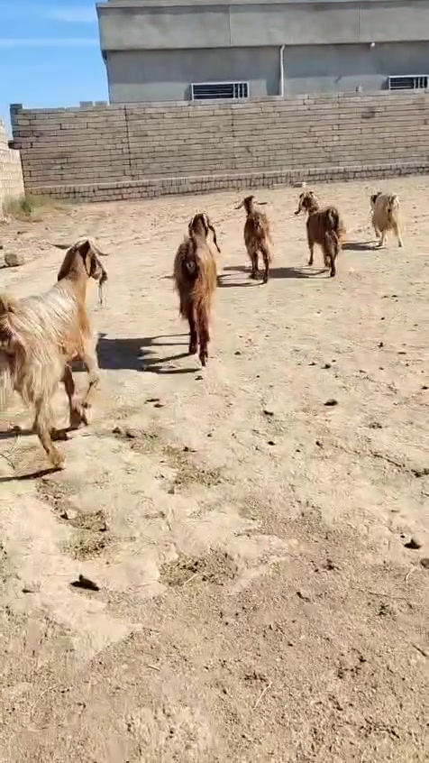 معز • ٤ راس • الشرقاط