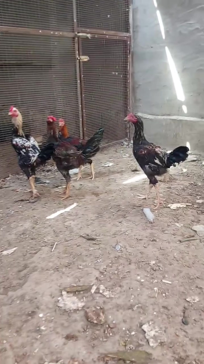 مهناويه • قيم • بما يرضي الله