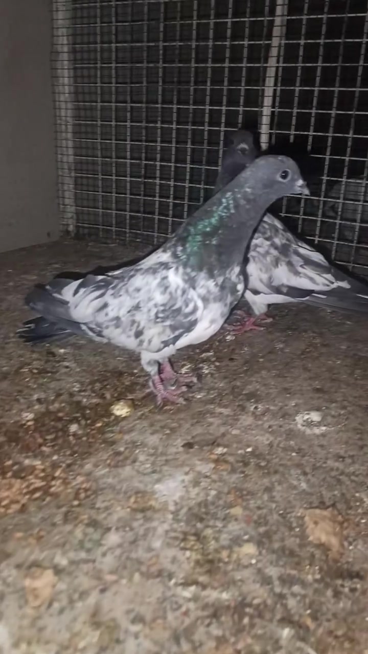 طيور تور و ديج خشن و قفص اربع خانه للبيع ***********
