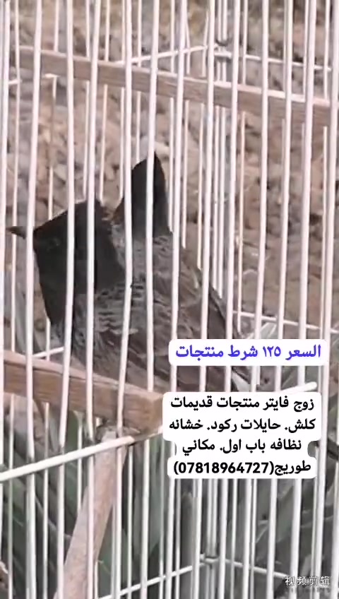 فحل هملايا • طيور • طوريج