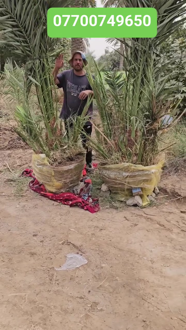 ديكور • حديقة • اتصال