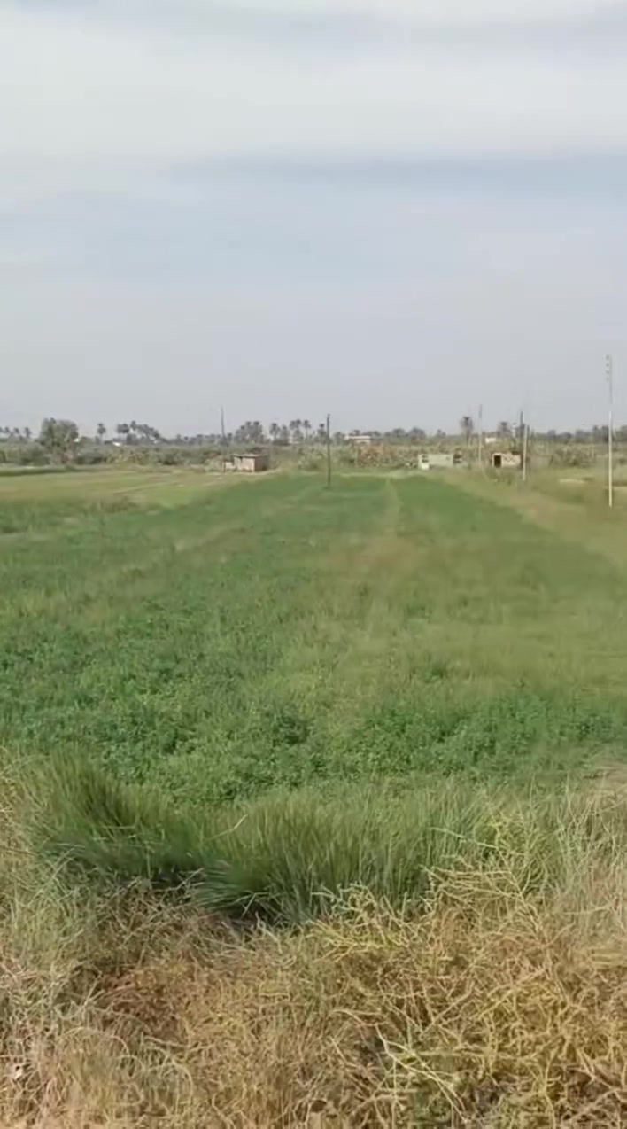النساف المحامدة • شاطية • طابو ٢٥