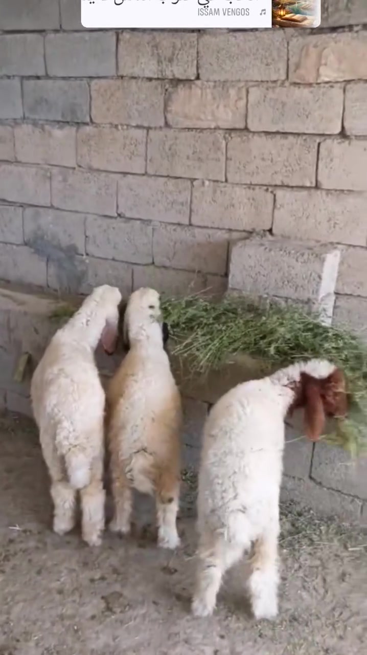 بسم الله ما شاء الله
#طليان فحل وفطيمه خشنات يرهمن ارباط وكصابه شرط الصحه

#فطايم العدد ثلاثه مال ارباط شكه شرط الصحه اكلهن خير  من الله وينهم الرباطه حلال اوله

#المكان واسط الشحيميه قريه ١٠) ***********

#ملاحضه اخوان شتريد من حلال ارباط وكصابه عندي ولله يرزق الجميع @إشارة

#علق فضلا وليس امرن الله يحفضكم
