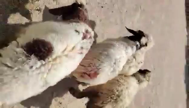 طليان ٣ • فطايم ٢ • حصئ
