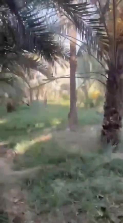ألسلام عليكم
بستان للبيع مرتب
المساحة مايقارب 3 دونم
الوجه 25 على الشارع الرئيسي
العنوان شارع سديناوية الرئيسي 
تعبر جسر الماي الحلو قرب مدرسة التعاون
منطقة ام حگروص
للاتصال ***********
