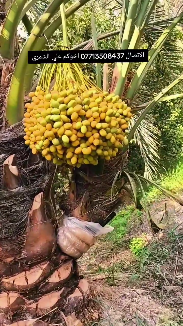 السلام عليكم بتاريخ/  24/8/2026/نعرض لكم فسائل برحي مجذر تحت الام  ايضا يتوفر  فسائل مكتوم قلع هذا بوصل ضمان لحين الاثمار  القلع بحضور المشتري الي راغب بالشراء عنواني واسط الصويرة لاتصال  *********** علي الشمري البيع النخيل
