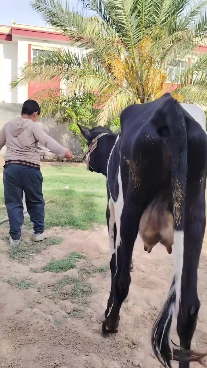 بچر حليب • تحلب خير • اسديرة سفلى