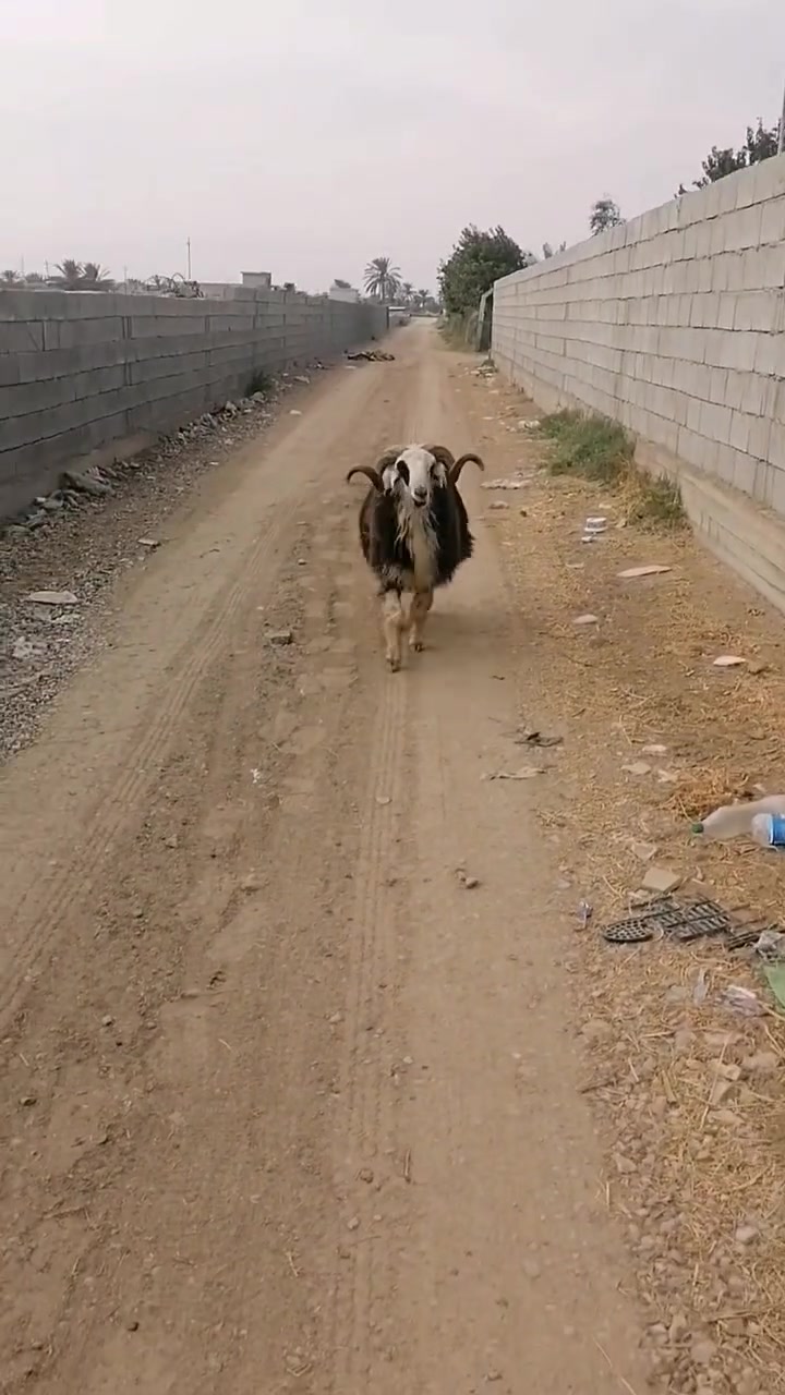كبش شركاط • ٤ سنين • مبدل