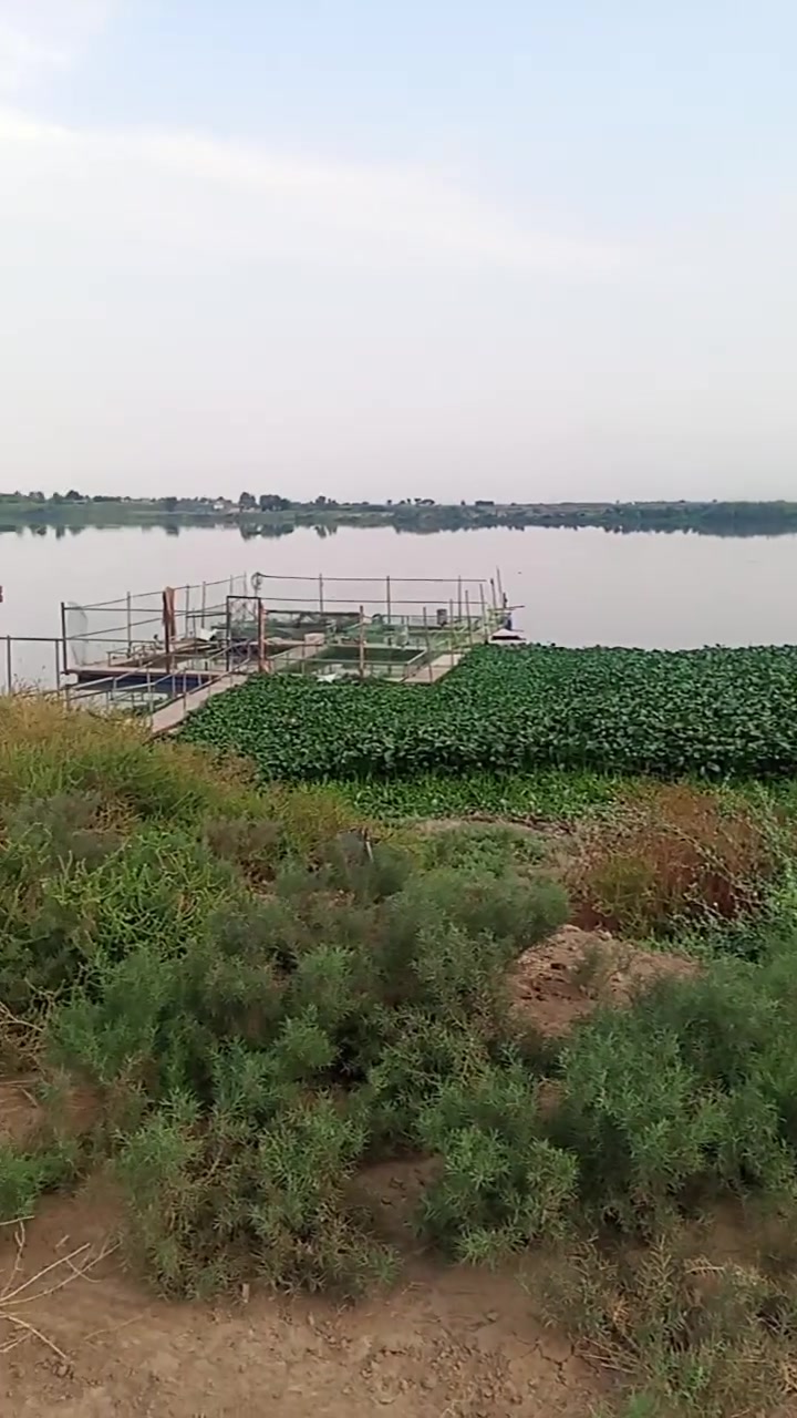 واسط الكوت • طابو زراعي • ٢٥ شاطين