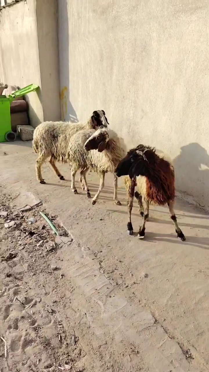 ياالله نعجات لعدد ٣ للبيع سعر لوحده ٢١٥ العنوان البصره زبير *********** يوجد توصيل داخل لبصره
