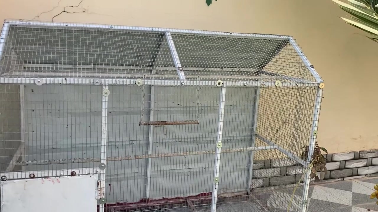 السلام عليكم قفص للبيع قفل ومفتاح جاهز شغل درجه أولى شغل هيسكو حصيره نوعيه فول الطول متر ونص العرض 80 الارتفاع متر وربع قفص  بس تجيب طيورك وتفكهن السعر 100 الف المكان الضلوعيه ***********
