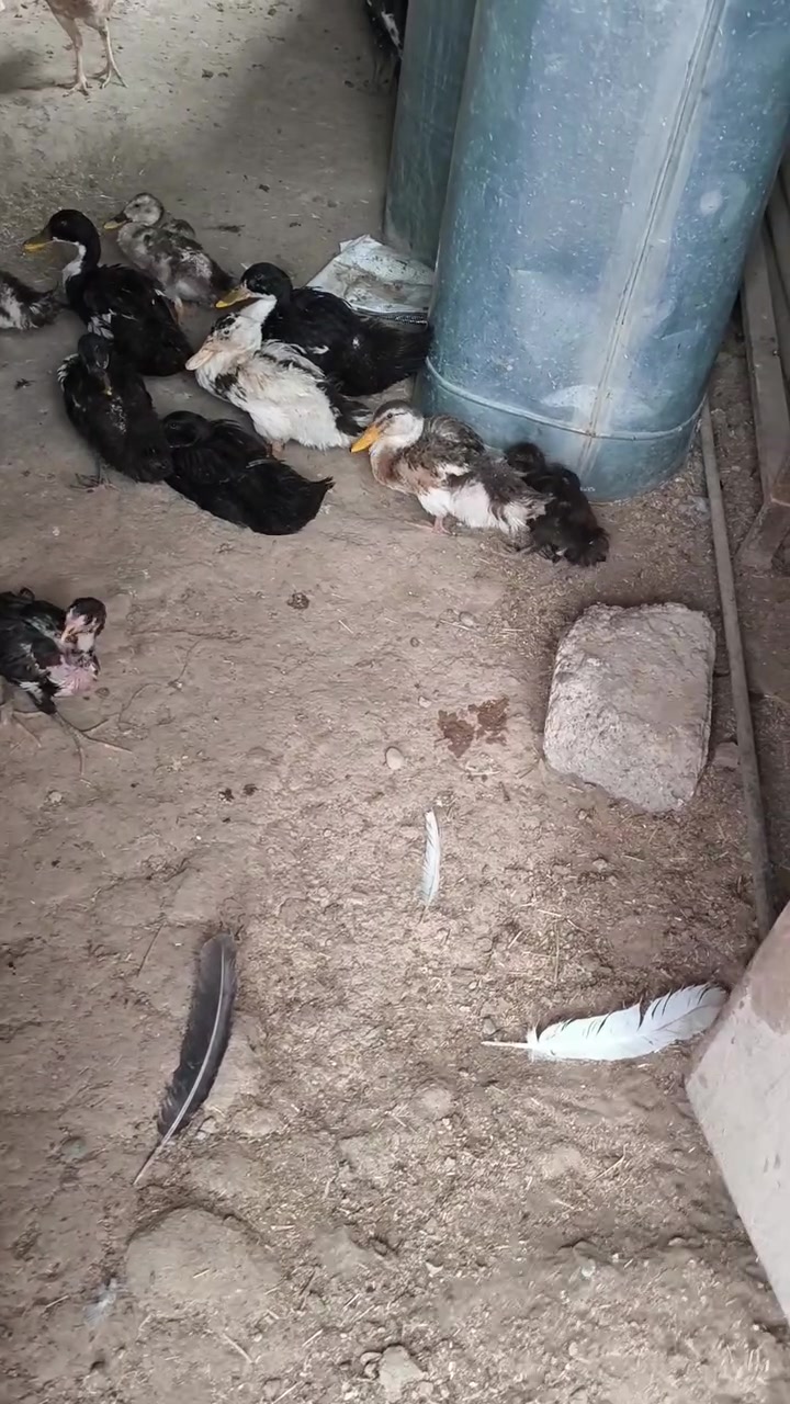 بط • سعر زواج • كورك اسيا