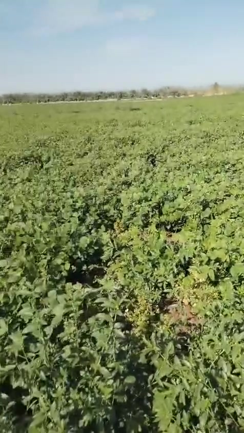 ارض زراعية للبيع في واسط البسروكيه 110دونم للاستفسار *********** السعر مذكور في الفيديو
