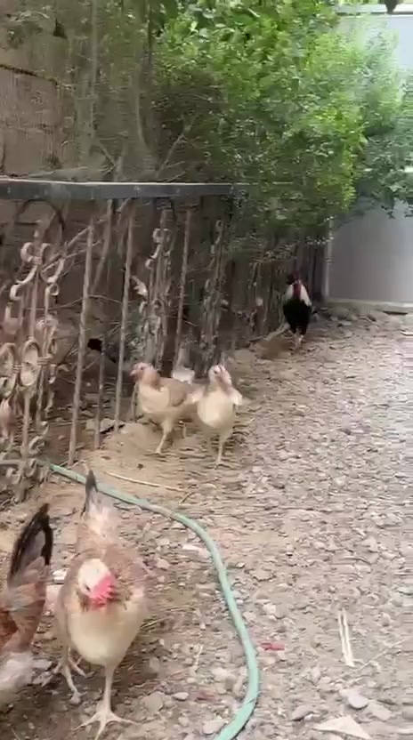 طبقة ونص • خط اول • الزهيرات