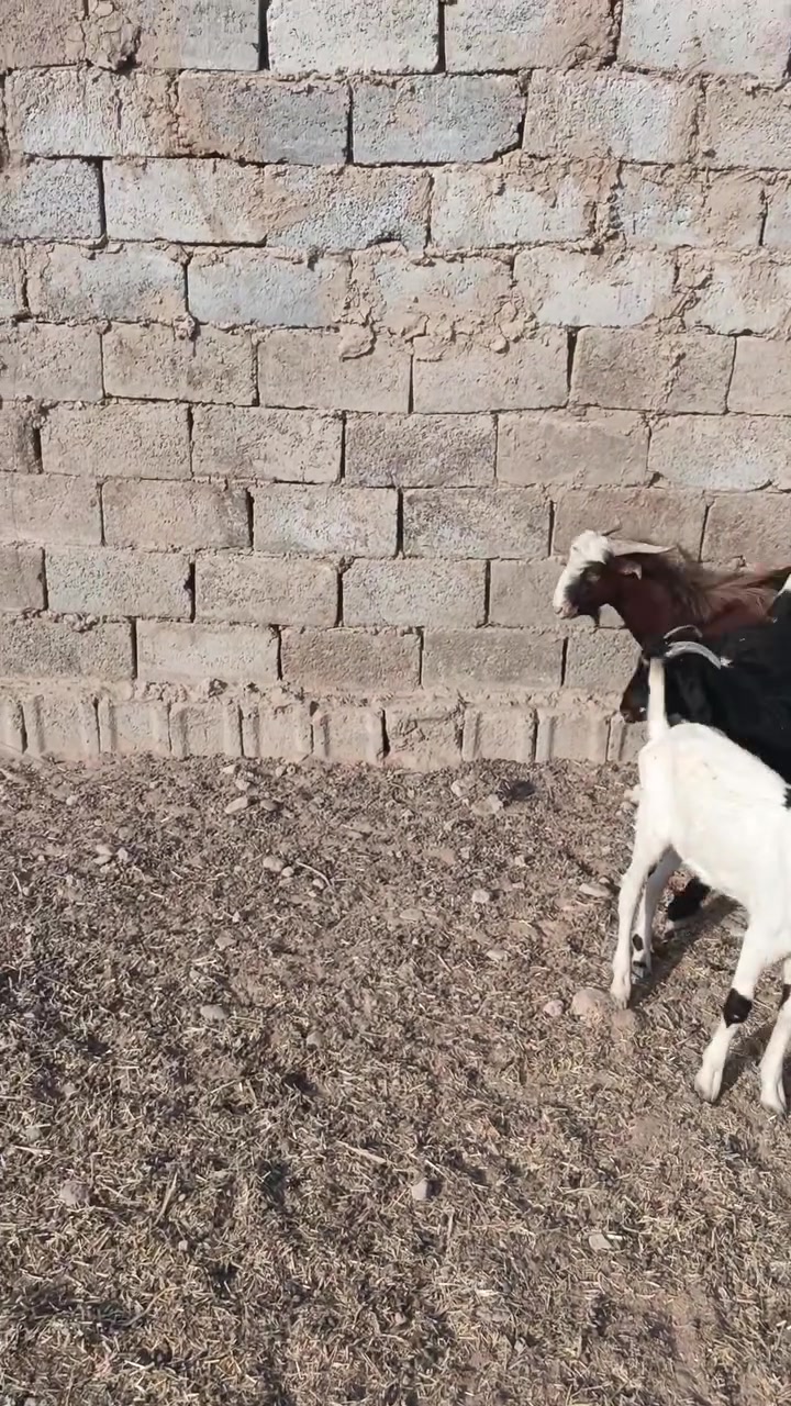 صخول • شلع • مالات ربط