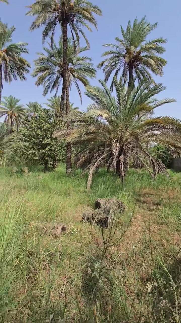 🔴 بستان مساحة   800 متر  للبيع
🟣 السعر ٧٧ مليون
🔴طابو  زراعي سند ٢٥ 
🔴 التحويل من ابو السند مباشر - اسهم
🔴 متوفرة كافه الخدمات
🟠 الموقع كربلاء - الحسينية _ ام ماشة
🟠 للاستفسار التواصل على الارقام التالية: 
***********- ***********📞للتواصل واتساب
 #عقارات_للبيع #العراق #حي_العباس #فولو #اكسبلور #متابعين #بساتين #البصرة #كربلاء #بغداد #كربلاء_الحسين #بيع #كربلاء_المقدسة #عقار #عقارات #فولو #دعم #متابعة #سبحان_الله #تعليق #لقطة #للبيع #القران_الكريم #بيت #اكسبلور_فولو #يالله #اكسبلور_explore #استغفر_الله #استثمار #عقارات_كربلاء
