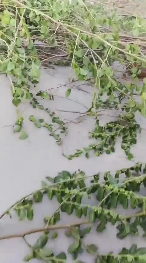 شغل درجه اولى • خدمات بناء