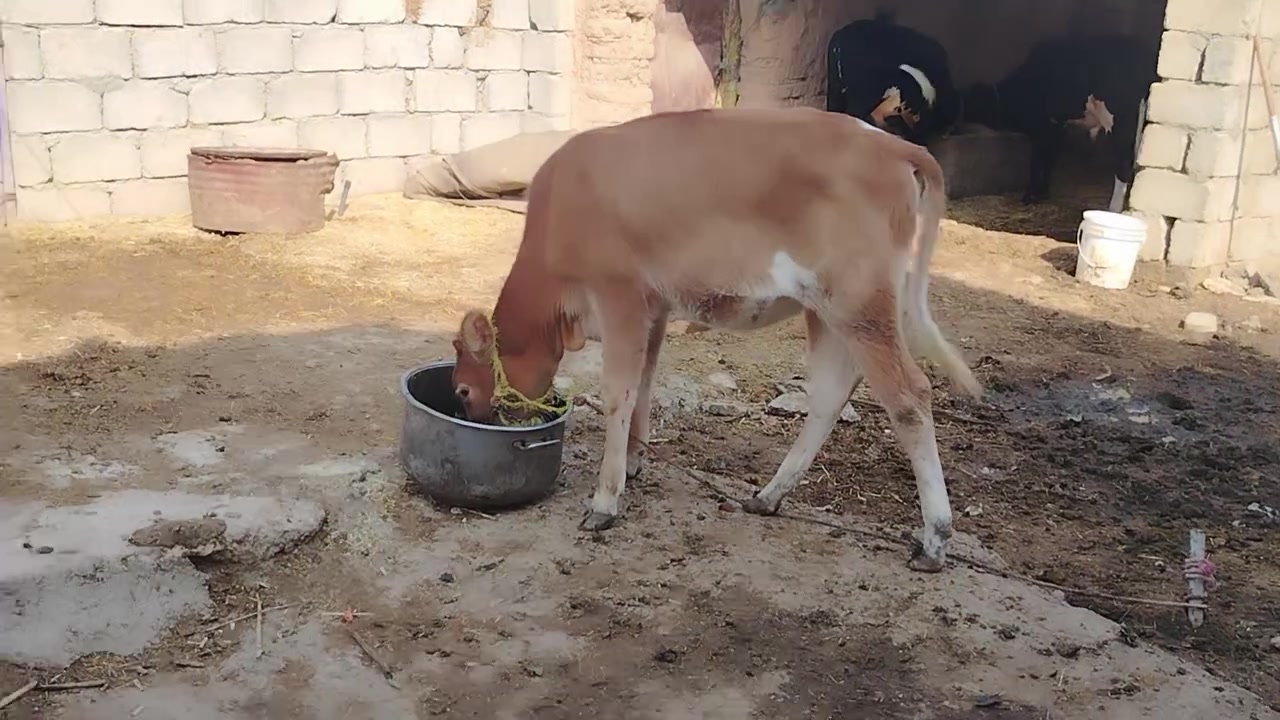 حولي • ٦ أشهر • الحود
