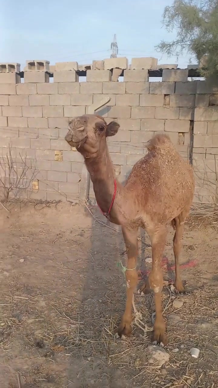 بكره • ذي قار النصر • شاميات