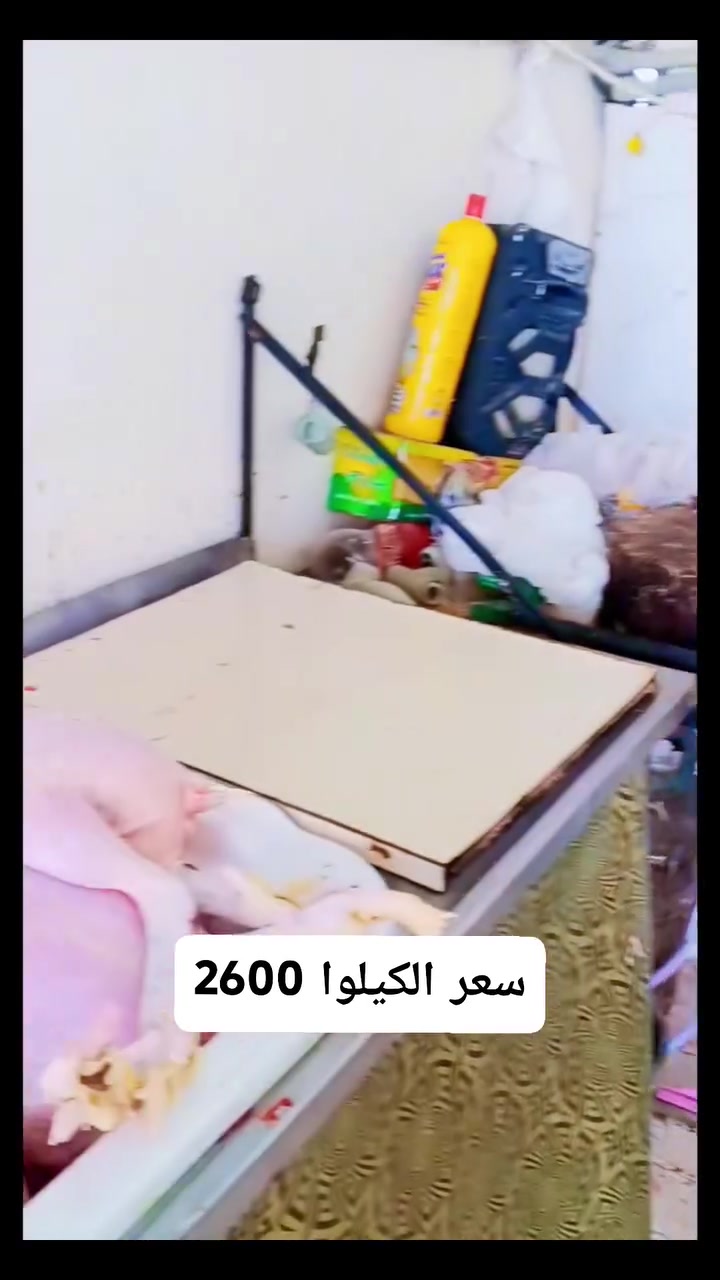بس يم الطائي بلاش البلاش دجاج خشن من 2.5لل 4كيلوات فول ديج سعر الكيلوا 2600
العنوان الحويجه قرب دائره المرور 

هاتف ***********

وحياكم ♥️🌹
