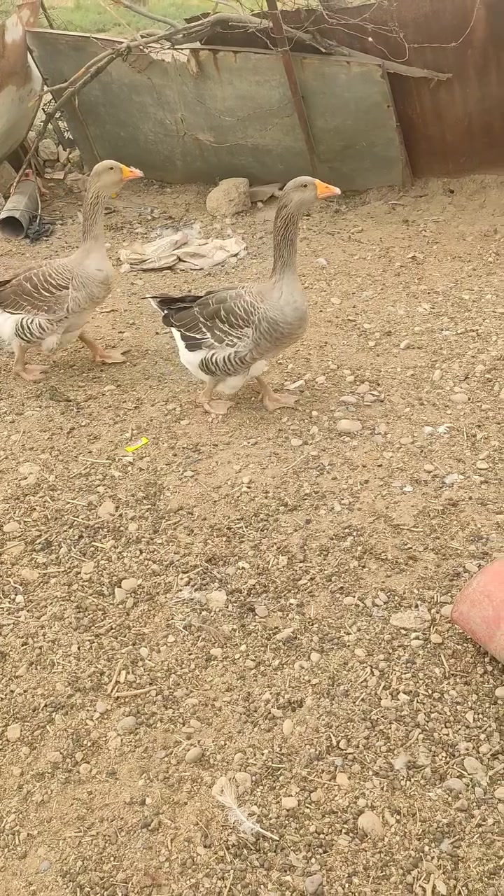 شاميات للبيع .
البيض ثنينهم فحوله ماس الماني عمرهم 5 اشهر 

السود ثنينهم نثايه هنكاري عمرهم سنه جاي يدوسهم الفحل 

***********
