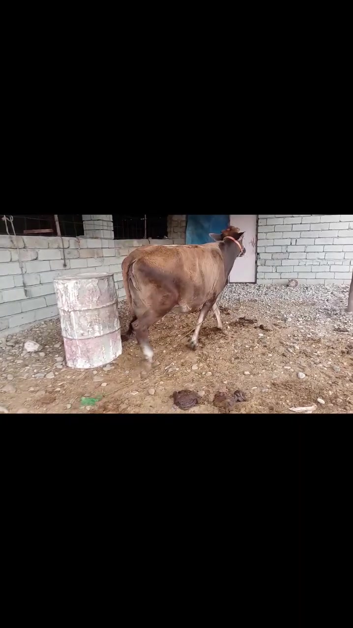 بكرة ديريه • عمر ٦-٧ • حامل الرابع