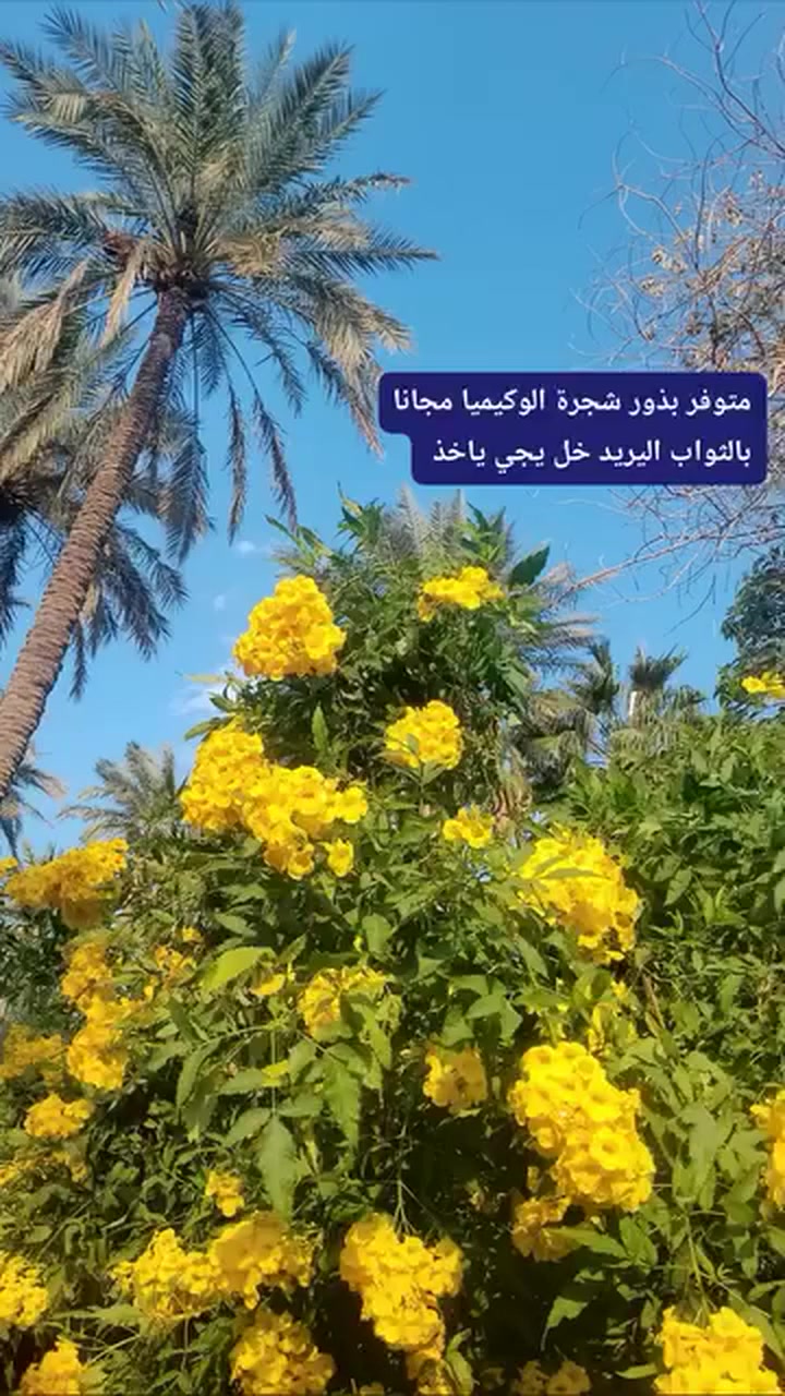 مشتل حيدر زعفرانيه
