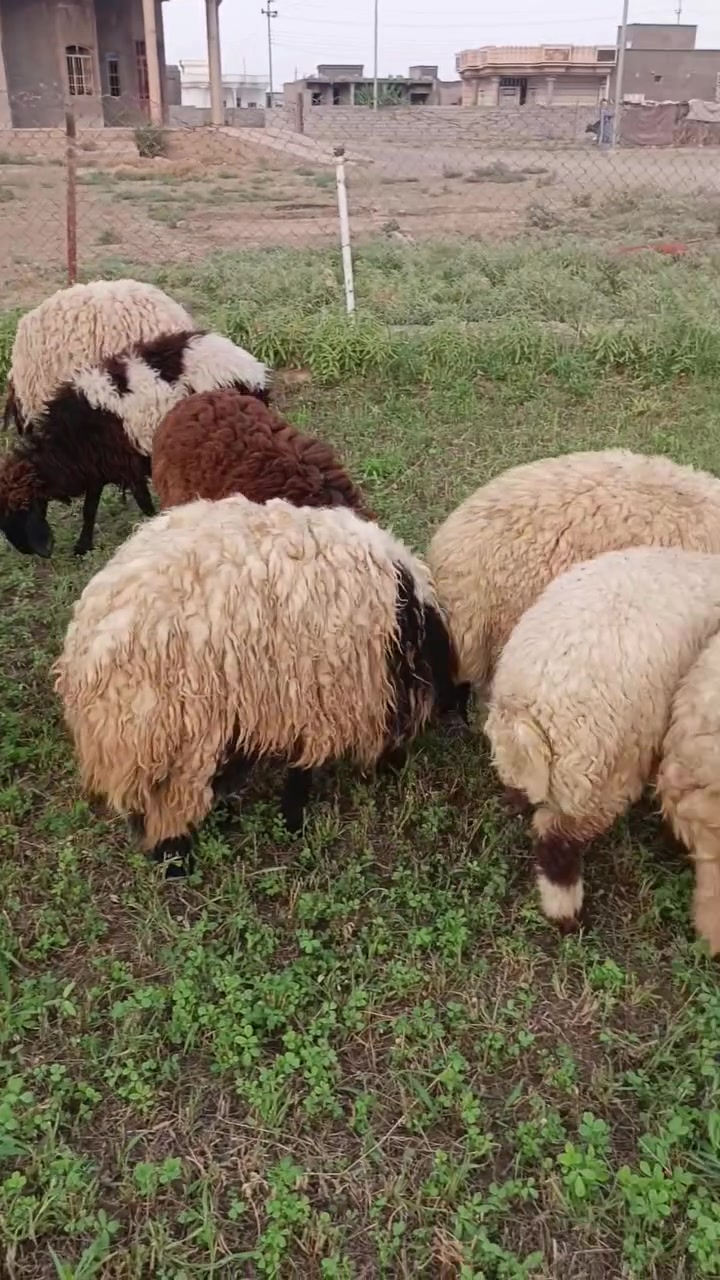 السلام عليكم من رخصت الادمن متاح 9فطايم حلوات مال مجنوي بيهن 2محنيات ومبدلات والباقي بعد المكان الرمانة البوعبيد استفسار ***********
