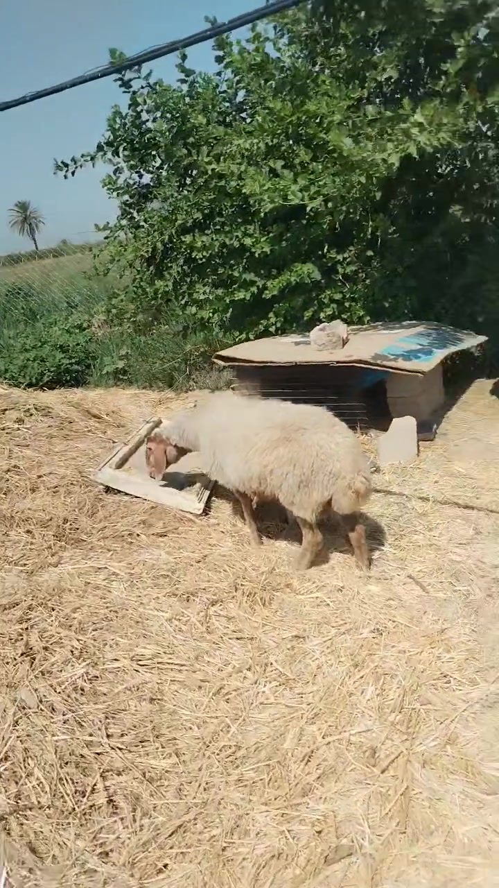 زوج نعاج بعدهن وراجين مطافيل وراهن فحل ***********
