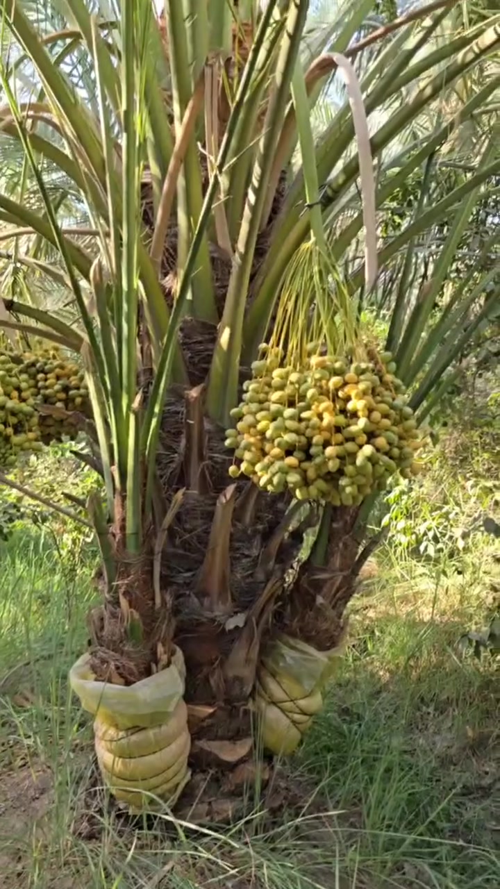 🌴 السلام عليكم متابعينا الكرام 🌴

متوفر لدينا فسائل برحي حر 
مجذر تجذير هوائي تحت الام ✅

✅ ضمان الصنف 100%
✅ مجذرة وجاهزة للزراعة 
✅ نسبة نجاح عالية جداً

للاستفسار والحجز 📞:
***********
***********

العنوان 📍: واسط - قضاء الصويرة - مجاور محطة وقود ديار شمر

تابع الصفحة حتى يوصلك كل جديد عن الفسائل والاسعار 👇

#مشتل_سلام_الشمري #البرحي_الحر #فسائل_مجذرة #واسط #الصويرة
