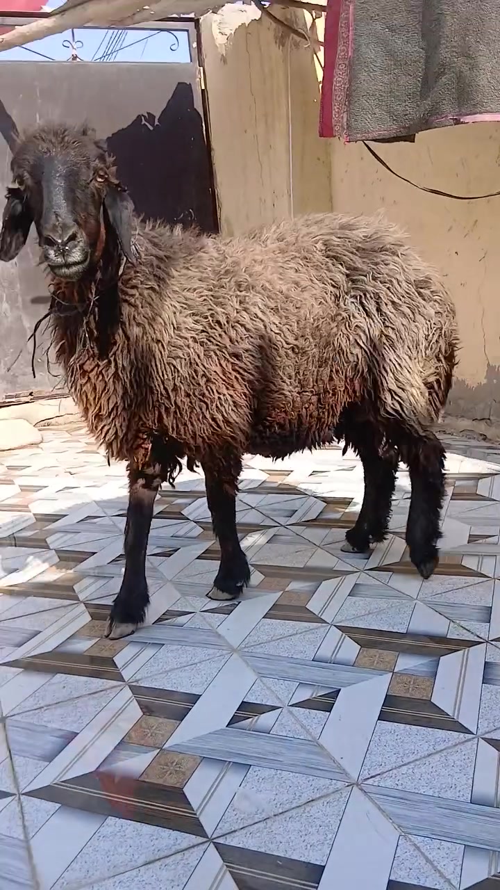 وين الجنايه  اليدور  نعجه ورجينه شرط مضرع وكلش سمينه وشرط الصحاء السعر ٤٥٠ المكان الدوانيه الشاميه ***********
